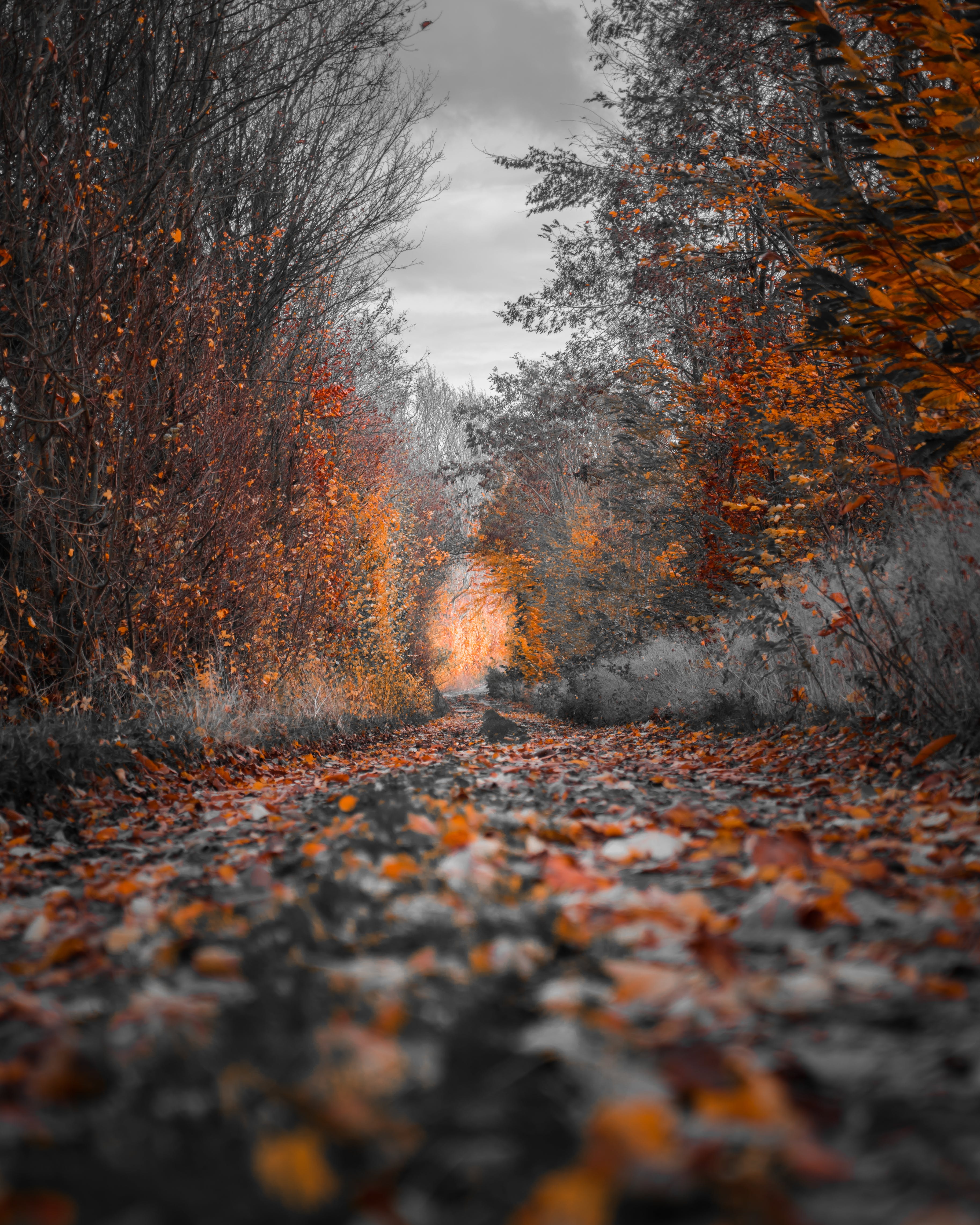 A dirt path located between a curtain of trees with orange leaves falling on it