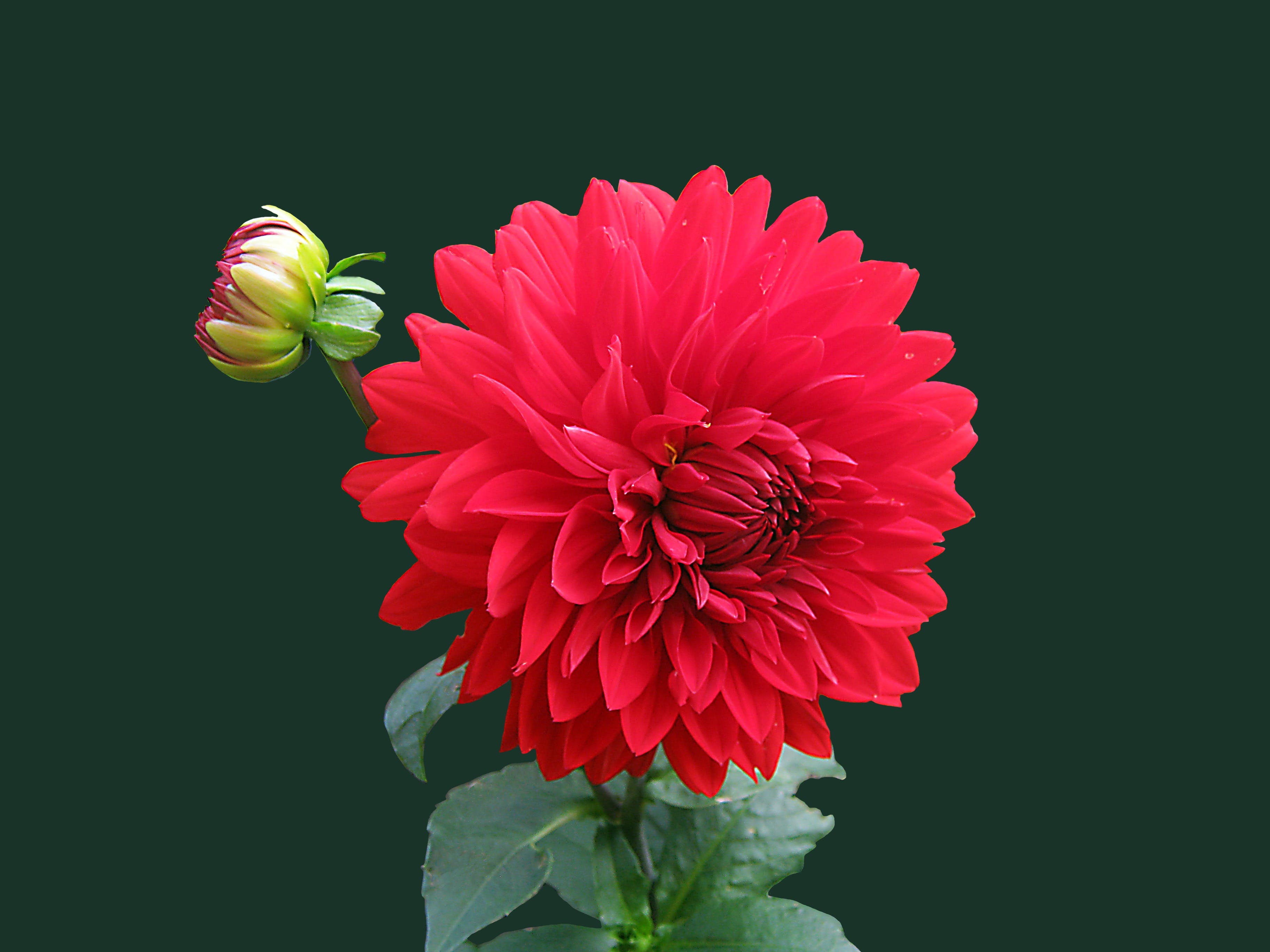 A fuchsia rose in the middle of the screen