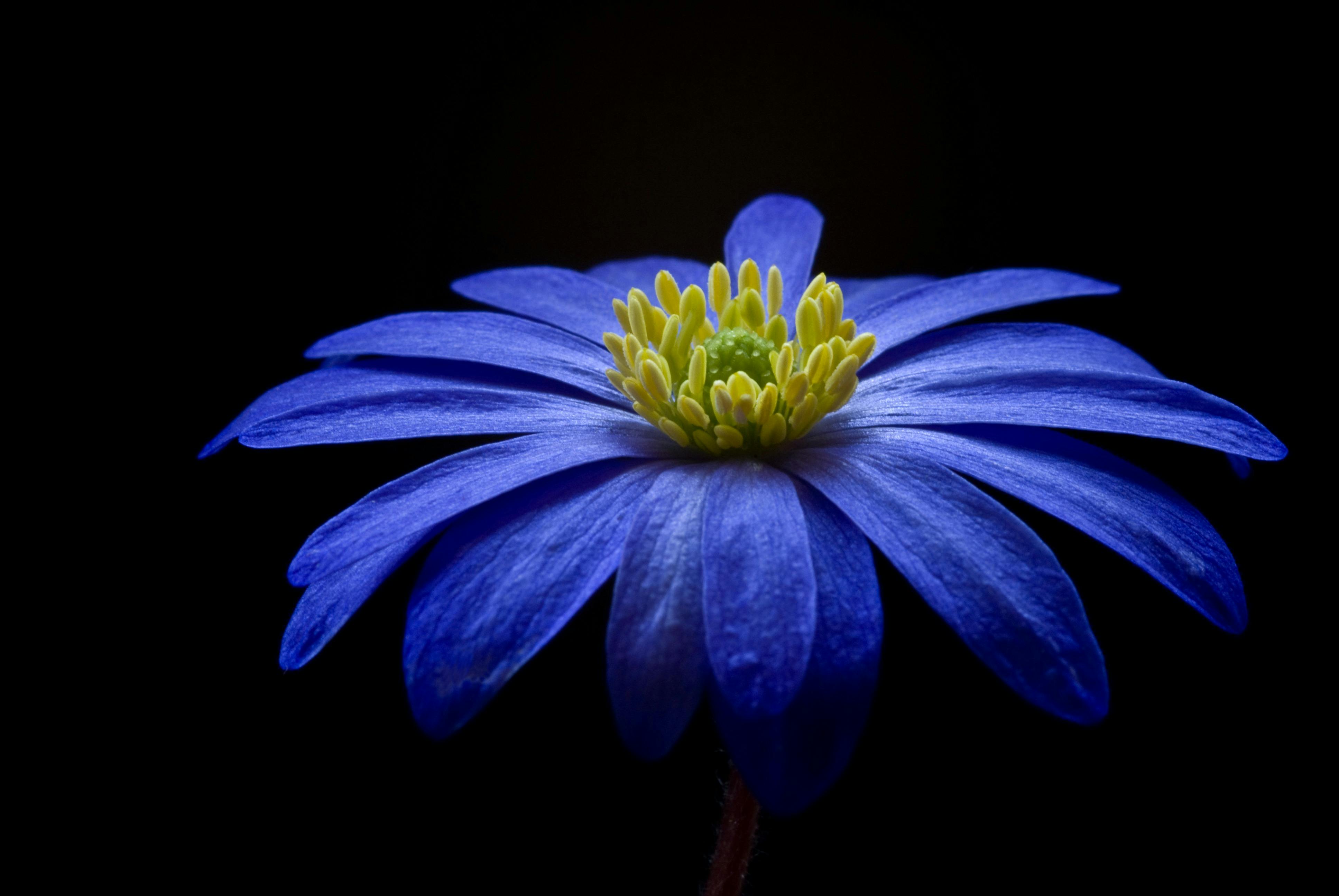 A blue rose is in the middle of the screen, its seeds casting shadows on the petal