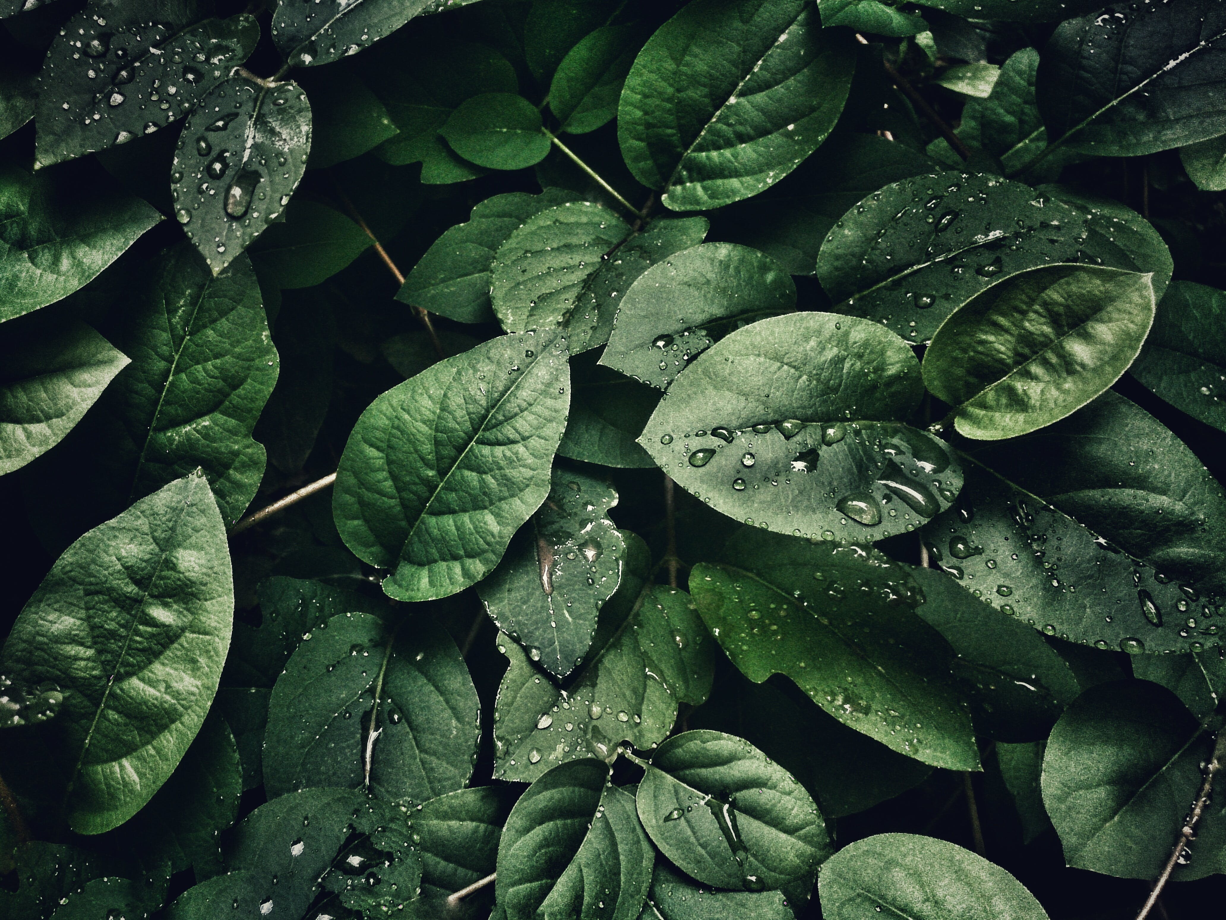Green tree leaves drenched by rain